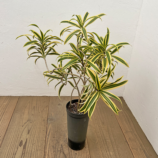 ドラセナ：ソングオブインディア 　4号ロング鉢