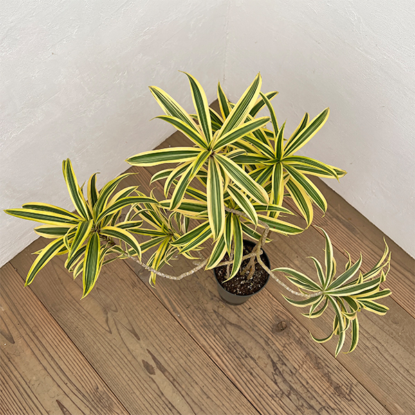 ドラセナ：ソングオブインディア 　4号ロング鉢