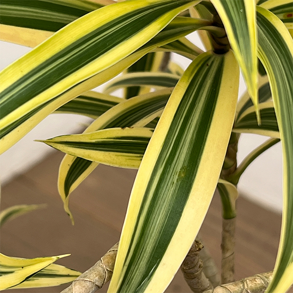 ドラセナ：ソングオブインディア 　4号ロング鉢