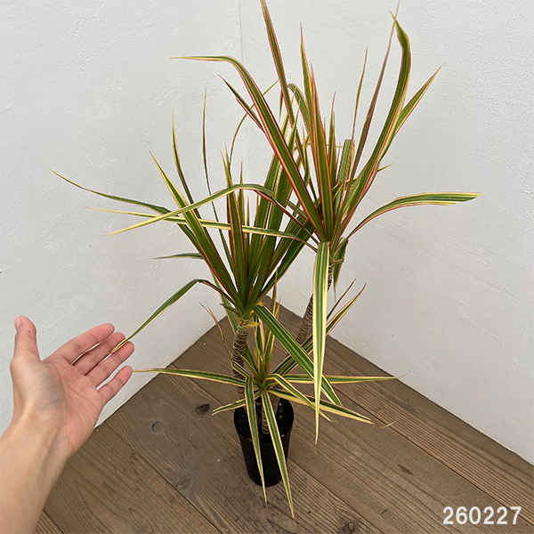 ドラセナ：コンシンネ トリカラー4号鉢植え