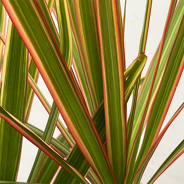 ドラセナ：コンシンネ トリカラー4号鉢植え