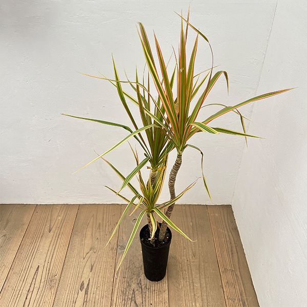 ドラセナ：コンシンネ トリカラー4号鉢植え