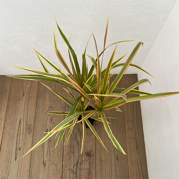 ドラセナ：コンシンネ トリカラー4号鉢植え