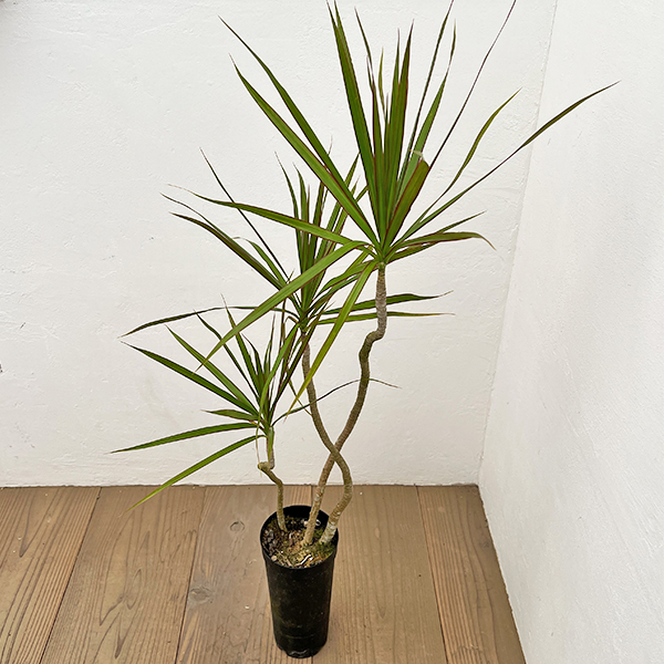 ドラセナ：コンシンネ　4号鉢植え