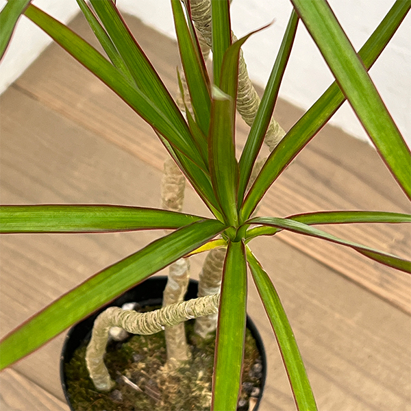 ドラセナ：コンシンネ　4号鉢植え