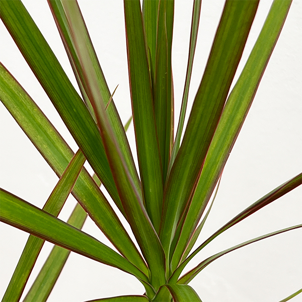 ドラセナ：コンシンネ　4号鉢植え