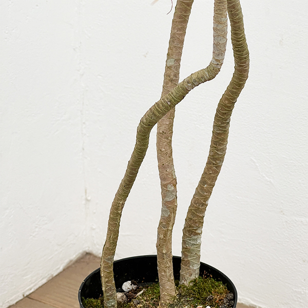 ドラセナ：コンシンネ　4号鉢植え