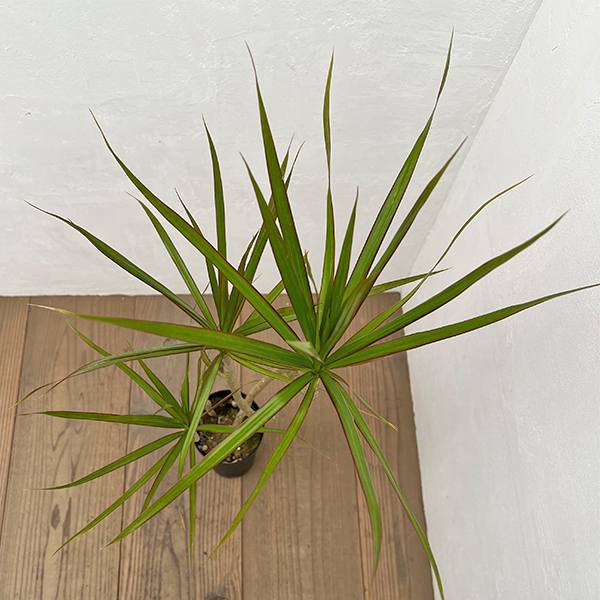 ドラセナ：コンシンネ　4号鉢植え