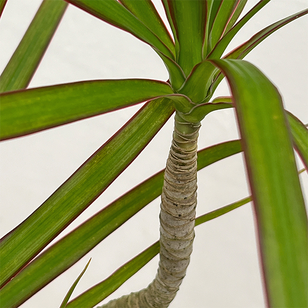 ドラセナ：コンシンネ　4号鉢植え