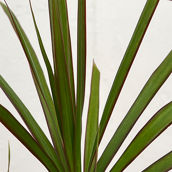 ドラセナ：コンシンネ　4号鉢植え
