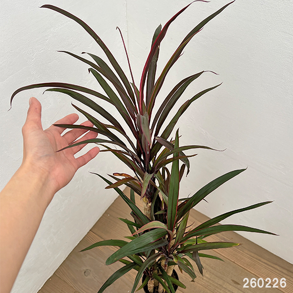 コルジリネ：アイチアカ　4号ロング鉢