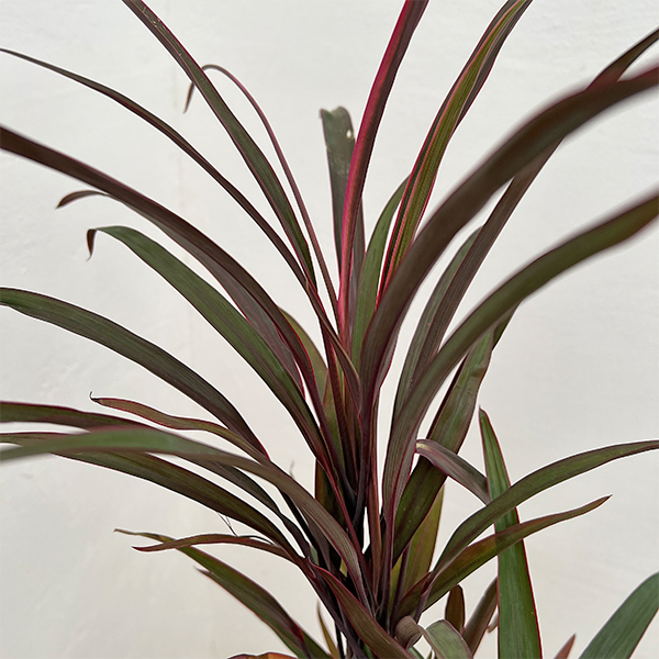 コルジリネ：アイチアカ　4号ロング鉢