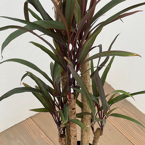 コルジリネ：アイチアカ　4号ロング鉢