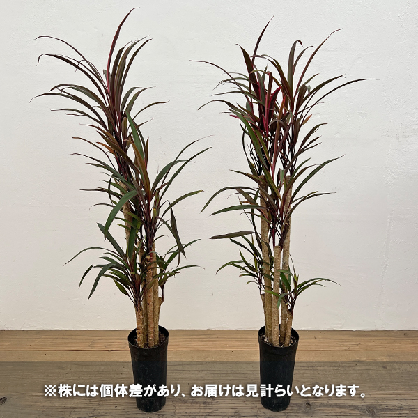 コルジリネ：アイチアカ　4号ロング鉢