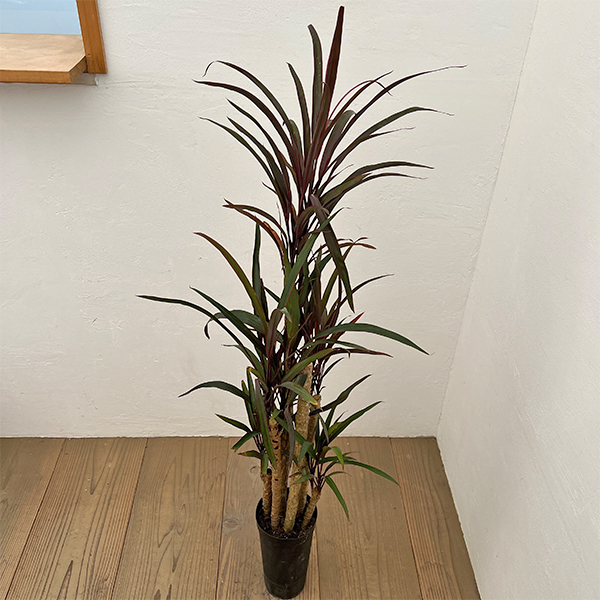 コルジリネ：アイチアカ　4号ロング鉢