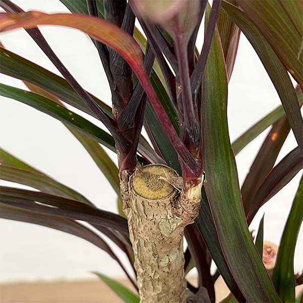 コルジリネ：アイチアカ　4号ロング鉢