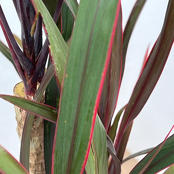 コルジリネ：アイチアカ　4号ロング鉢