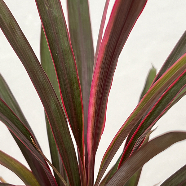 コルジリネ：アイチアカ　4号ロング鉢