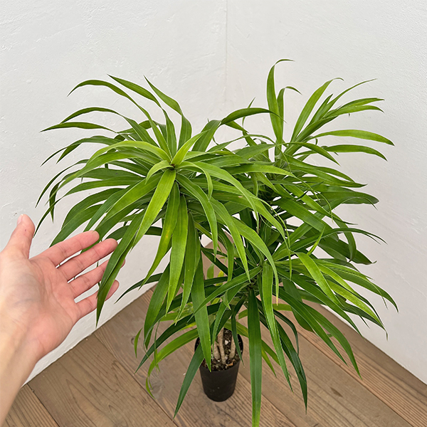 ドラセナ：アングスティフォリア　4号鉢植え