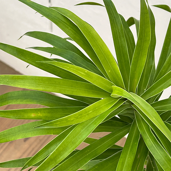 ドラセナ：アングスティフォリア　4号鉢植え