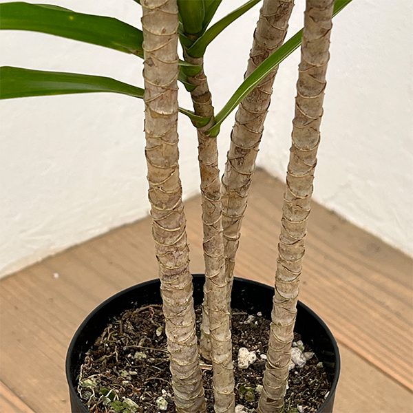 ドラセナ：アングスティフォリア　4号鉢植え