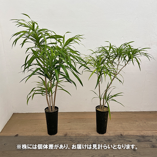 ドラセナ：アングスティフォリア　4号鉢植え