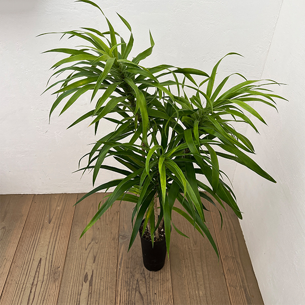 ドラセナ：アングスティフォリア　4号鉢植え