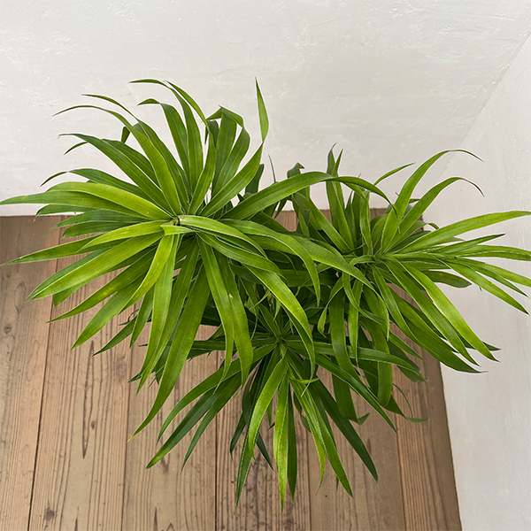 ドラセナ：アングスティフォリア　4号鉢植え