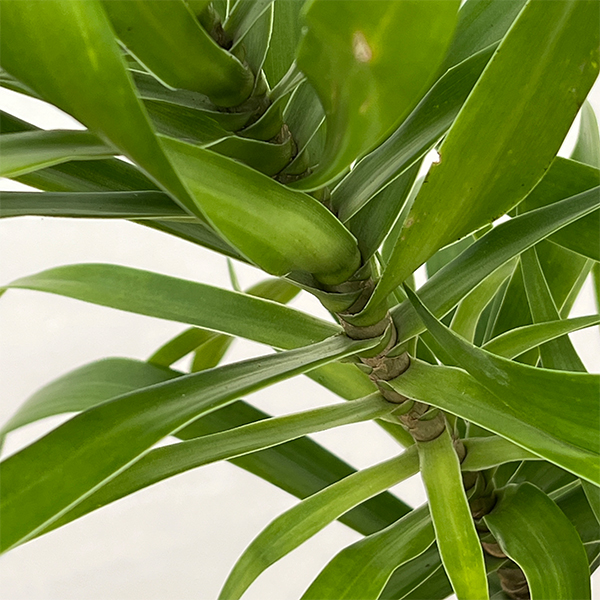 ドラセナ：アングスティフォリア　4号鉢植え