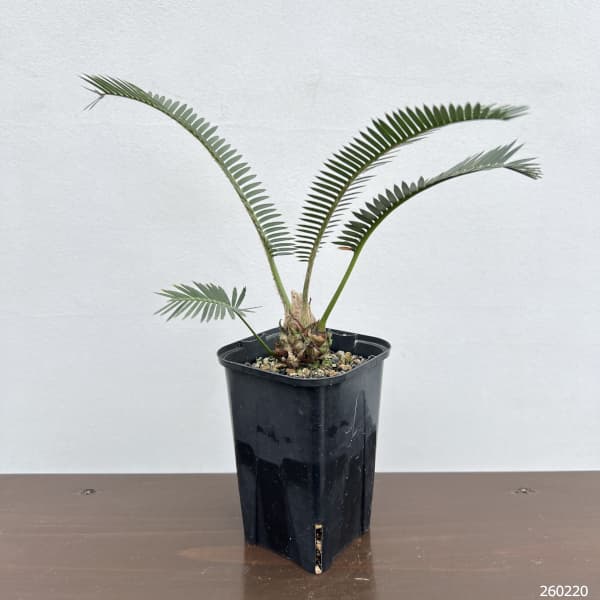 ディオーン:エデュレ 3.5号鉢植え