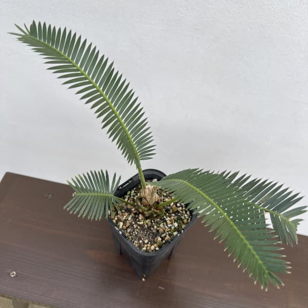 ディオーン:エデュレ 3.5号鉢植え