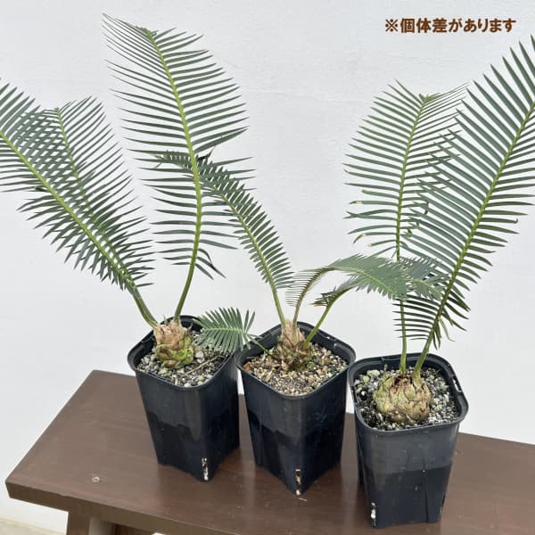 ディオーン:エデュレ 3.5号鉢植え