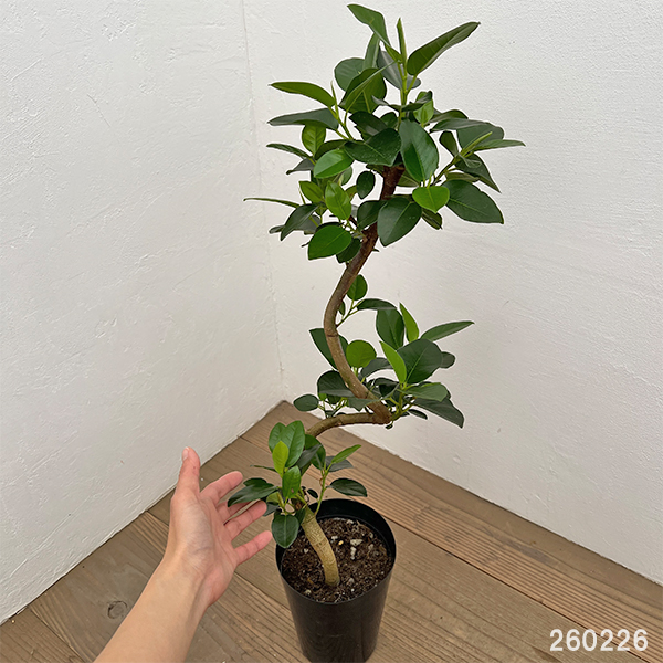 フランスゴムの木（曲がり）5号鉢植え*