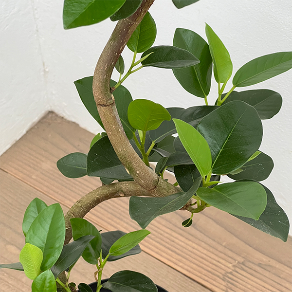 フランスゴムの木（曲がり）5号鉢植え*