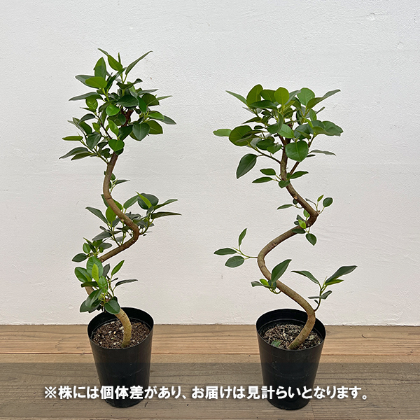 フランスゴムの木（曲がり）5号鉢植え*