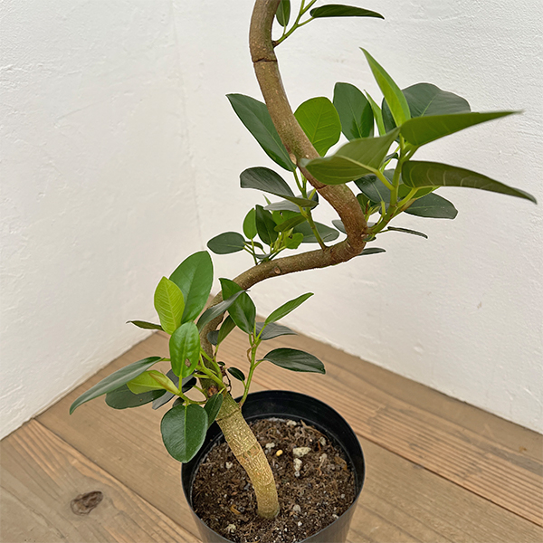 フランスゴムの木（曲がり）5号鉢植え*