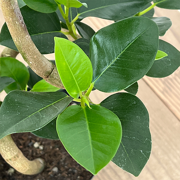 フランスゴムの木（曲がり）5号鉢植え*