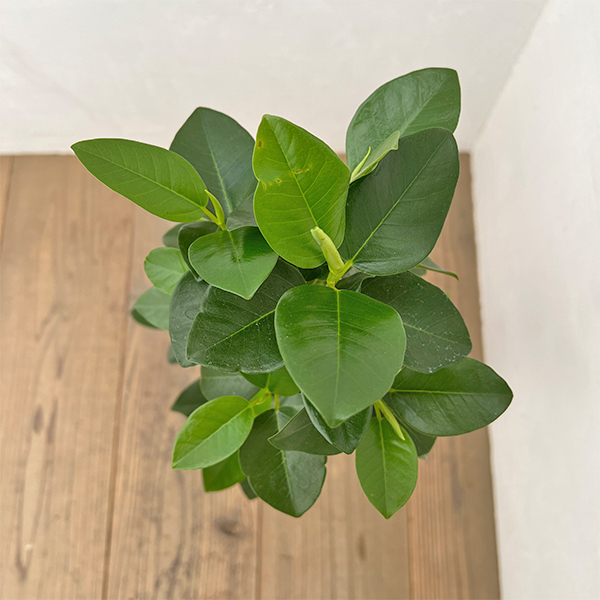 フランスゴムの木（曲がり）5号鉢植え*