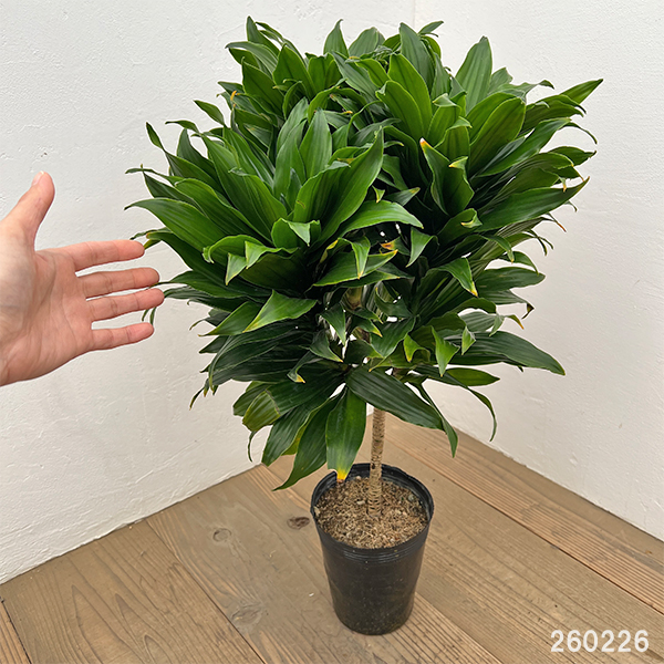 ドラセナ：コンパクタ　5号