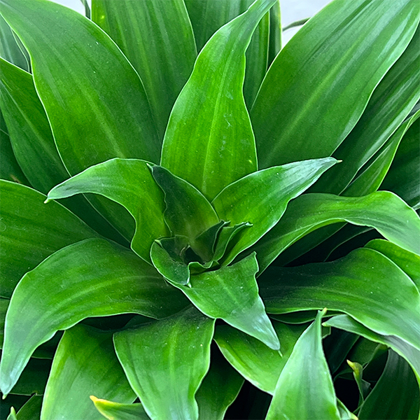 ドラセナ：コンパクタ　5号