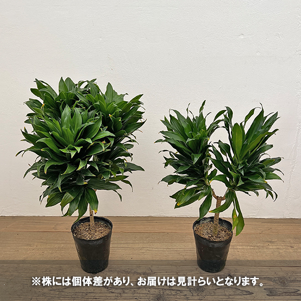 ドラセナ：コンパクタ　5号