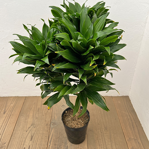 ドラセナ：コンパクタ　5号