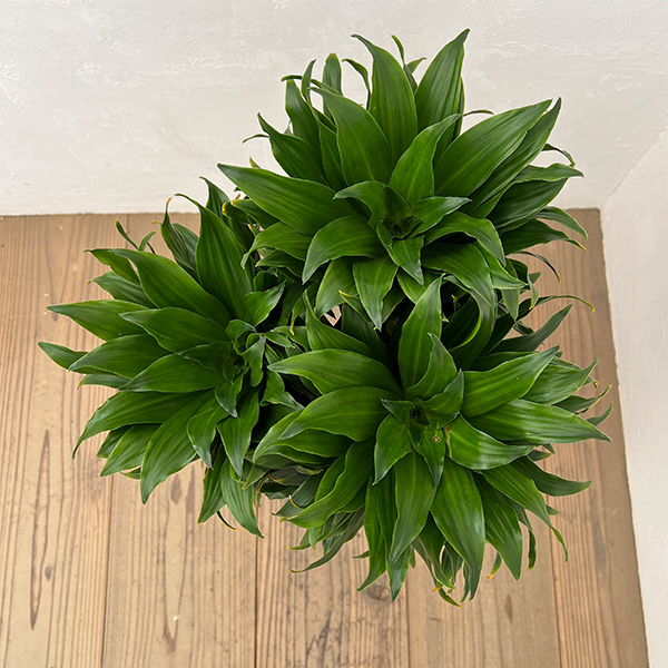 ドラセナ：コンパクタ　5号