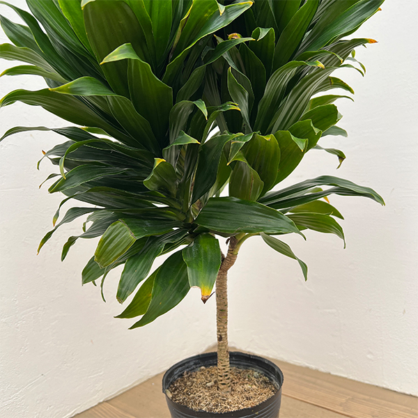 ドラセナ：コンパクタ　5号