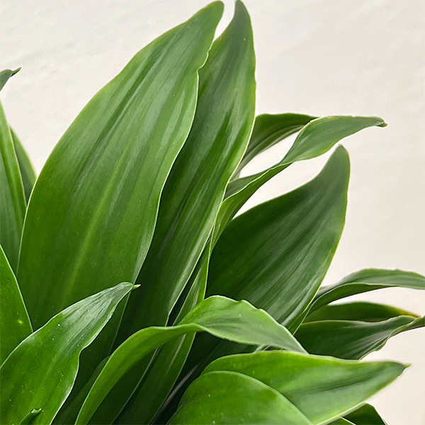 ドラセナ：コンパクタ　5号