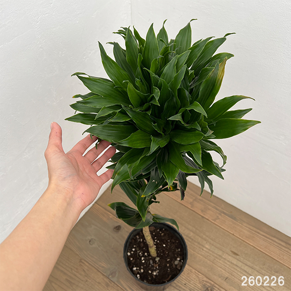 ドラセナ：コンパクタ　7号*