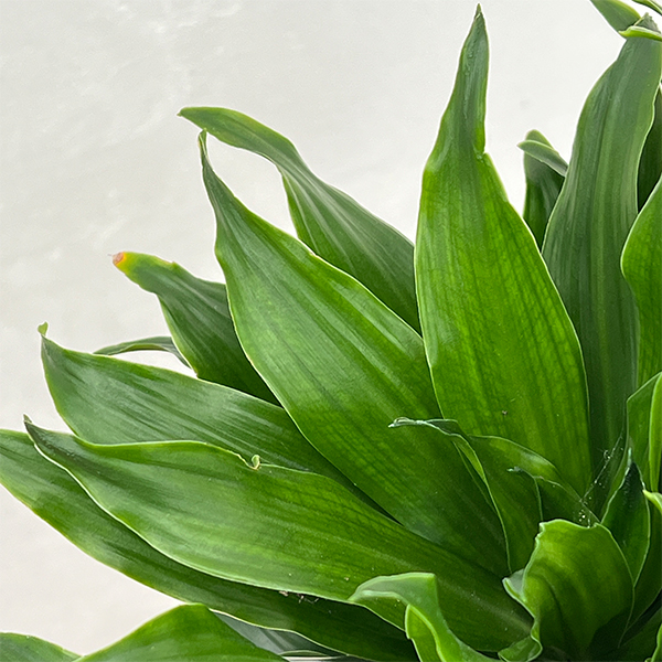 ドラセナ：コンパクタ　7号*