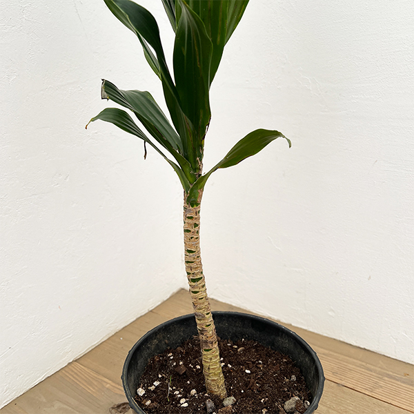 ドラセナ：コンパクタ　7号*