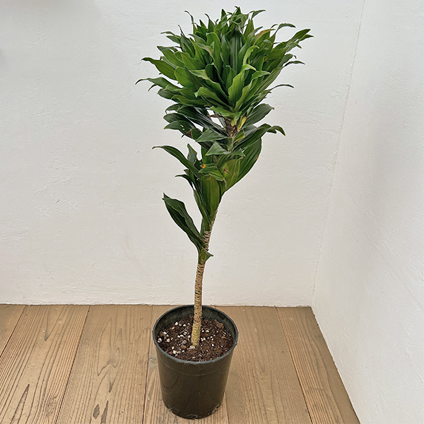 ドラセナ：コンパクタ　7号*