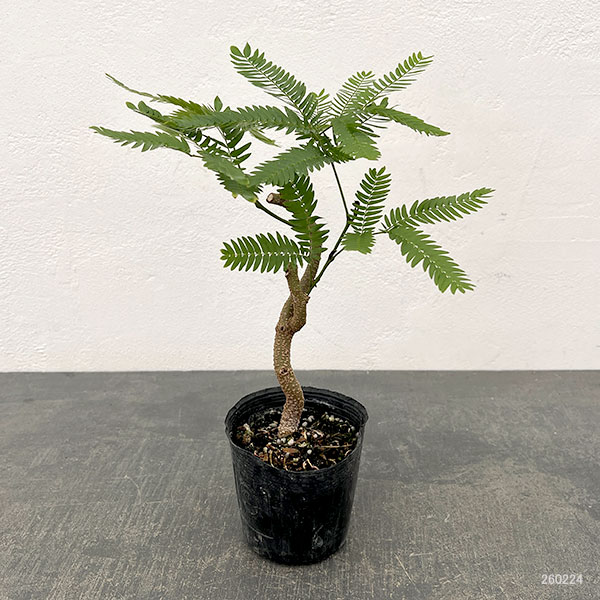 ネムノキ：エバーフレッシュ（実生株）　2.5号ポット